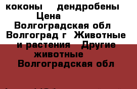 коконы    дендробены › Цена ­ 1 600 - Волгоградская обл., Волгоград г. Животные и растения » Другие животные   . Волгоградская обл.